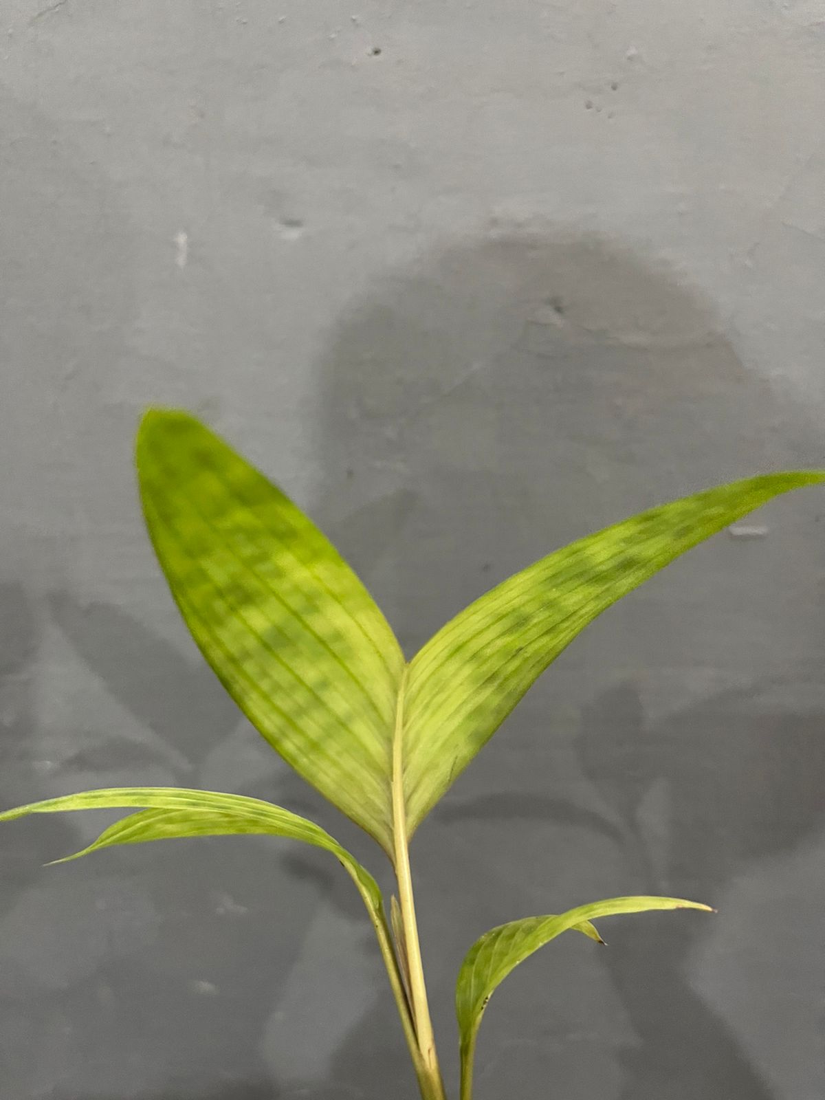 Pinanga Crassipes / Licuala Maculata