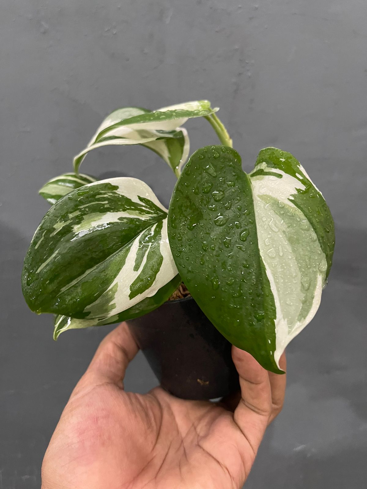 Scindapsus Treubii Moonlight Albo Variegated