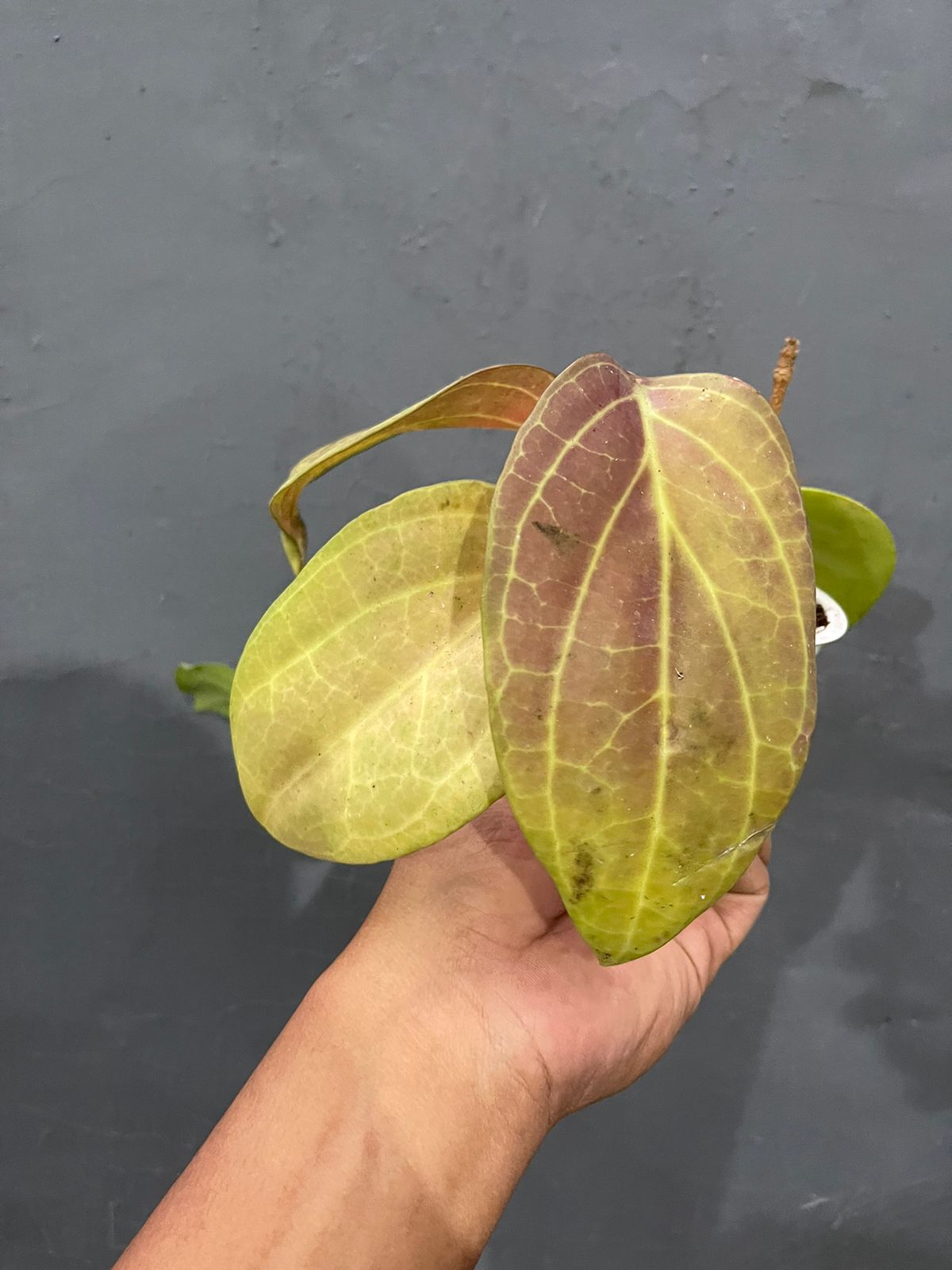 Hoya Machrophylla Sunstressed