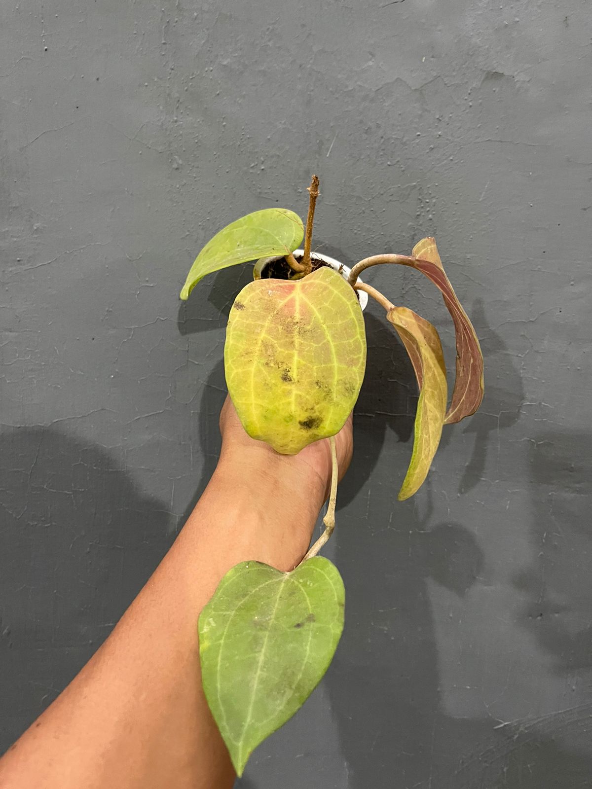 Hoya Machrophylla Sunstressed