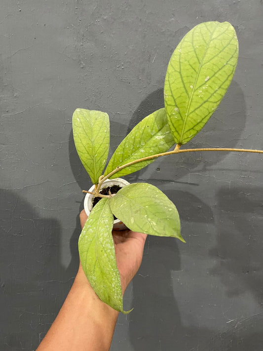 Hoya Vitellinoides