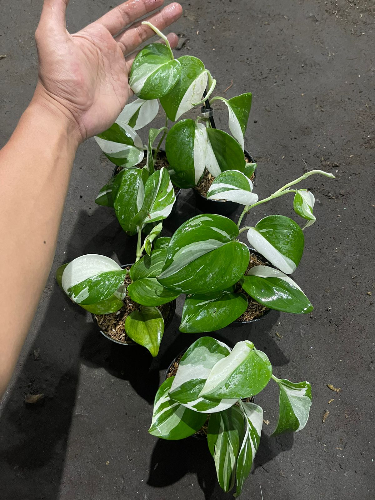 Wholesale 5x Scindapsus Treubii Moonlight Albo Variegated