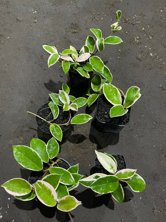 Wholesale 5x Hoya Krimson Queen Carnosa Variegated