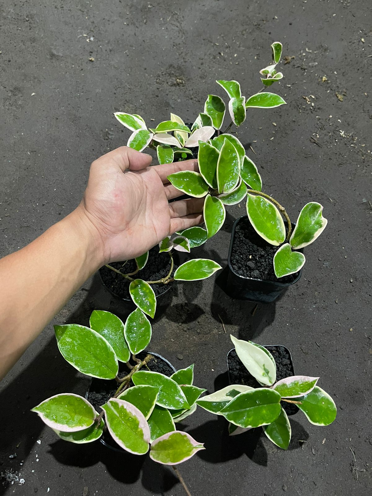 Wholesale 5x Hoya Krimson Queen Carnosa Variegated