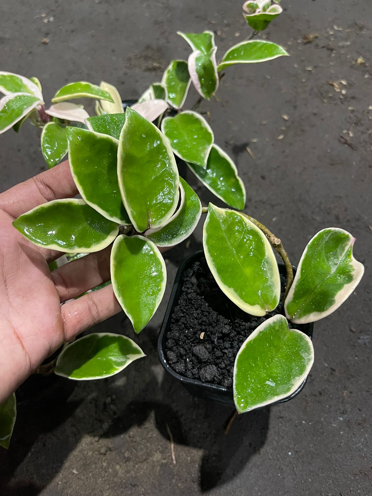 Hoya Krimson Queen Carnosa Variegated