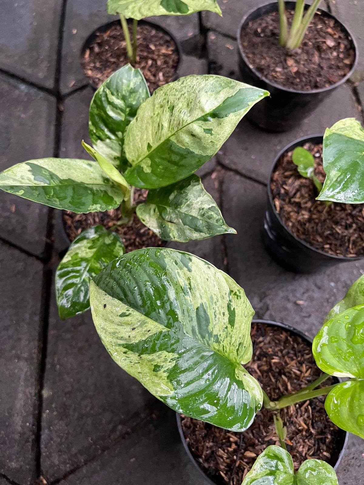 Wholesale 10x Homalomena Sp. Borneo Variegated