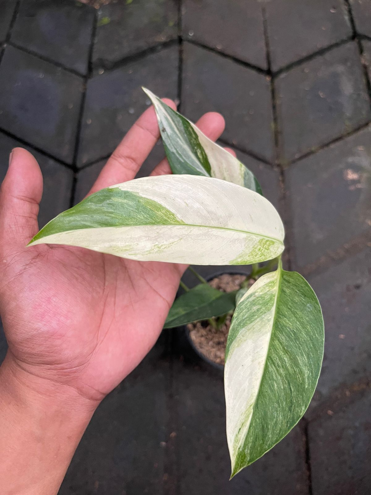 Epipremnum Giganteum Albo Variegated