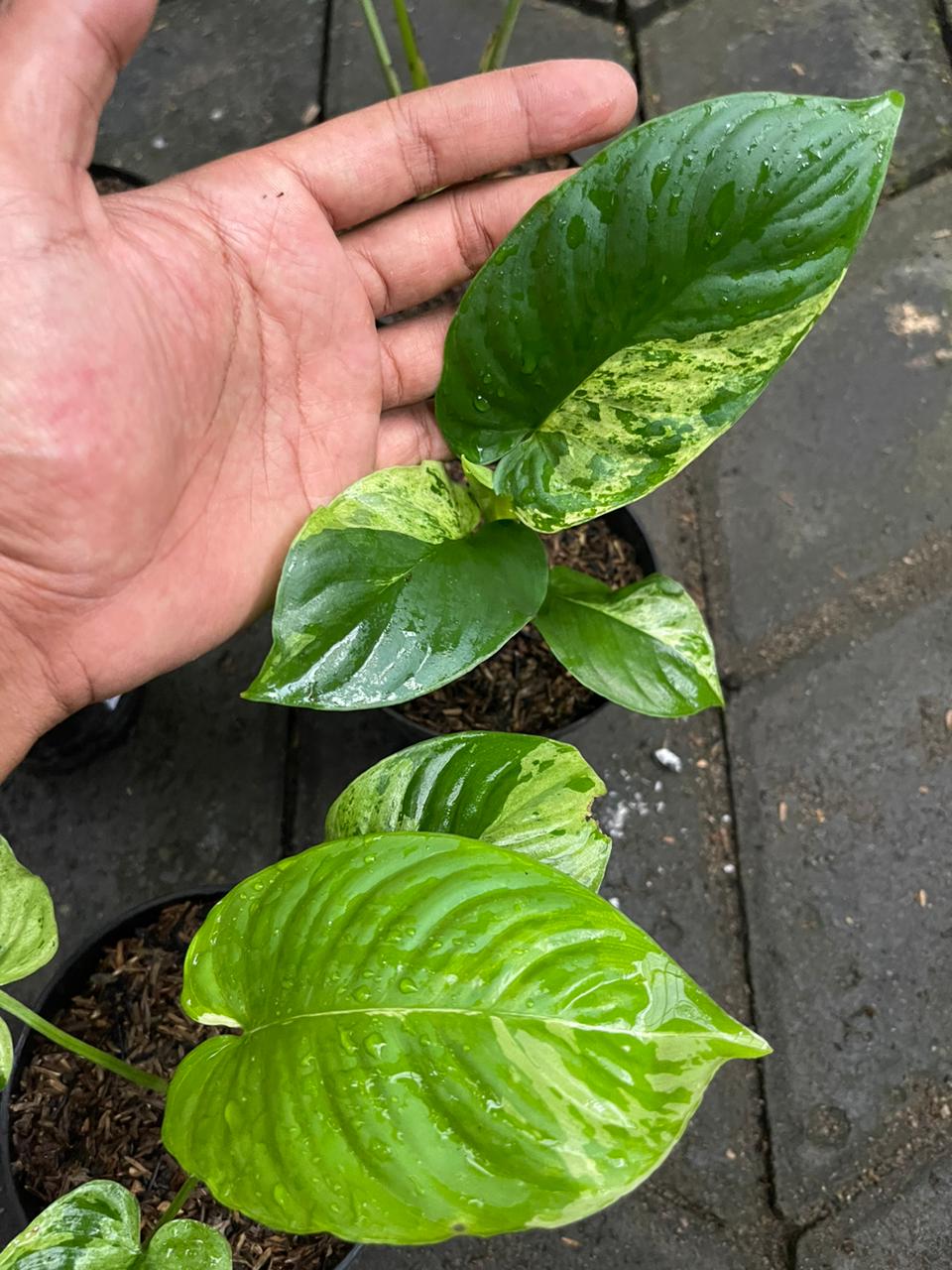 Wholesale 10x Homalomena Sp. Borneo Variegated