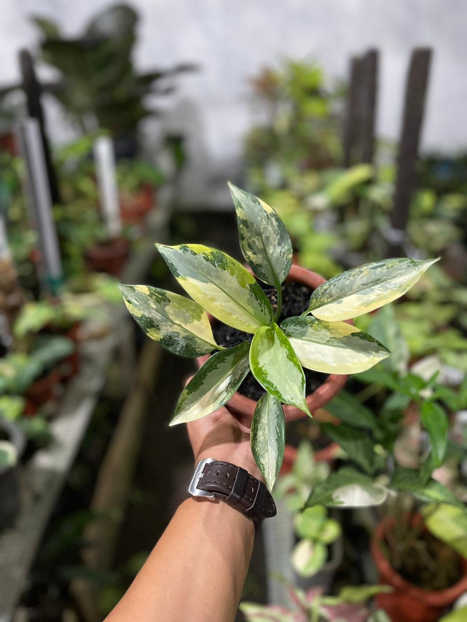 Aglaonema Svarnabhumi Variegated