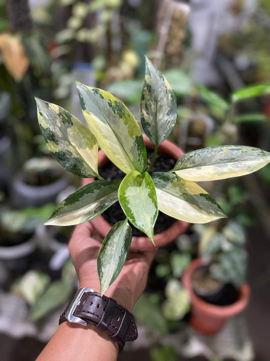 Aglaonema Svarnabhumi Variegated