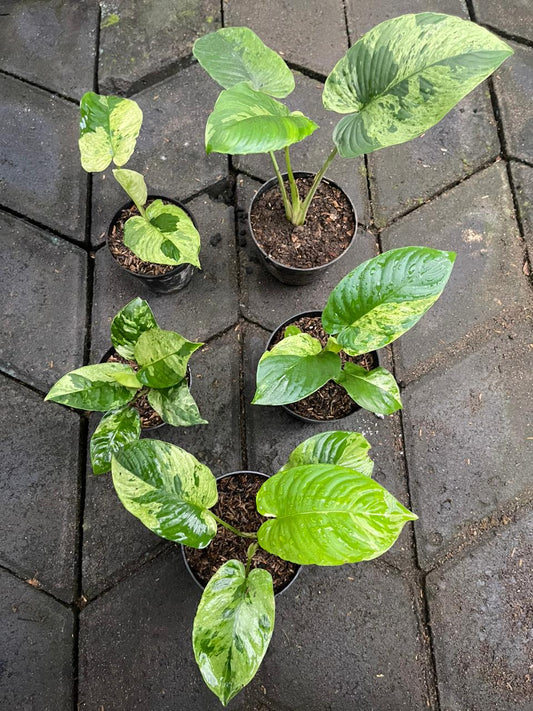 Wholesale 5x Homalomena Sp. Borneo Variegated