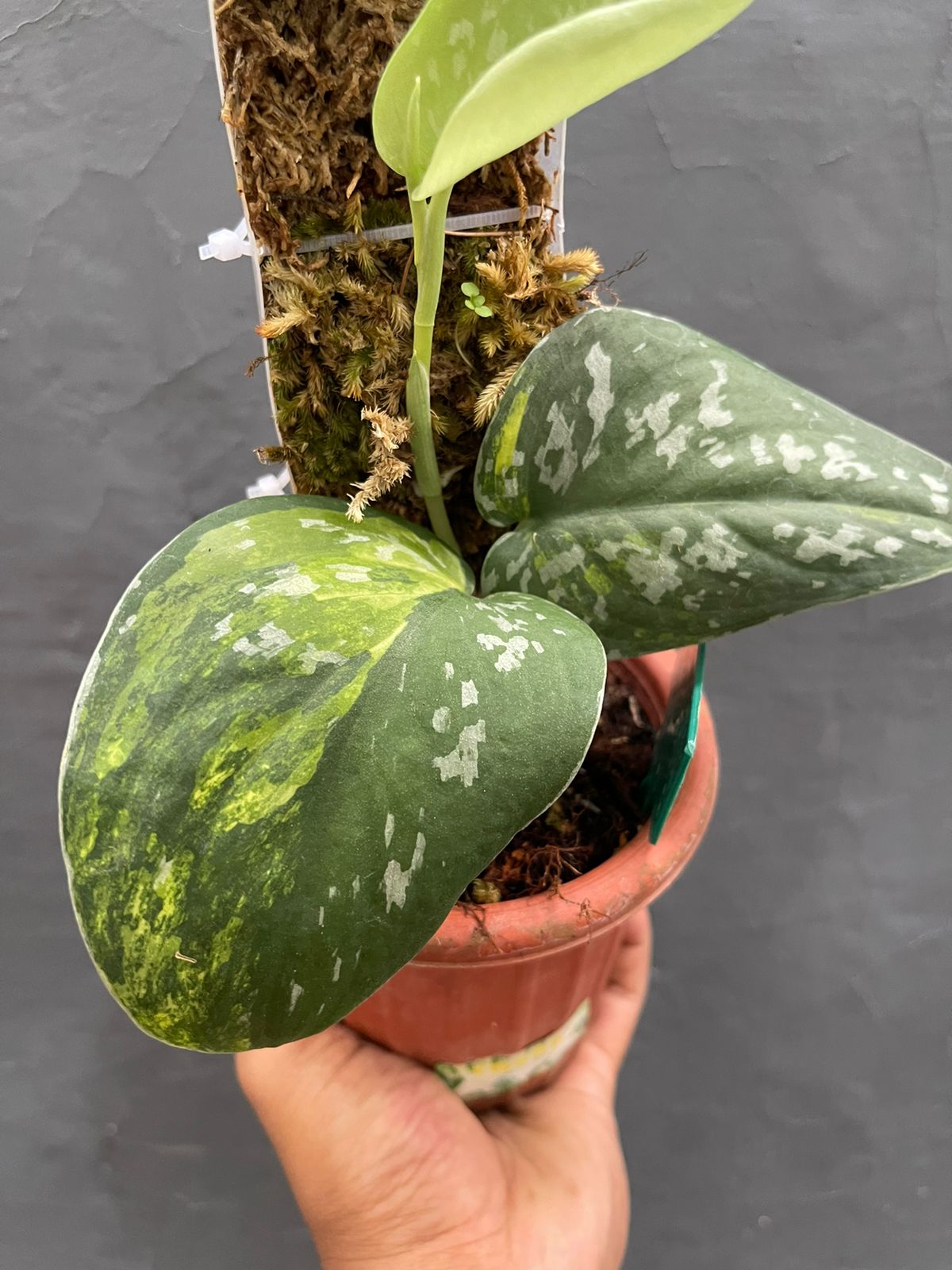 Scindapsus Baticon Variegated