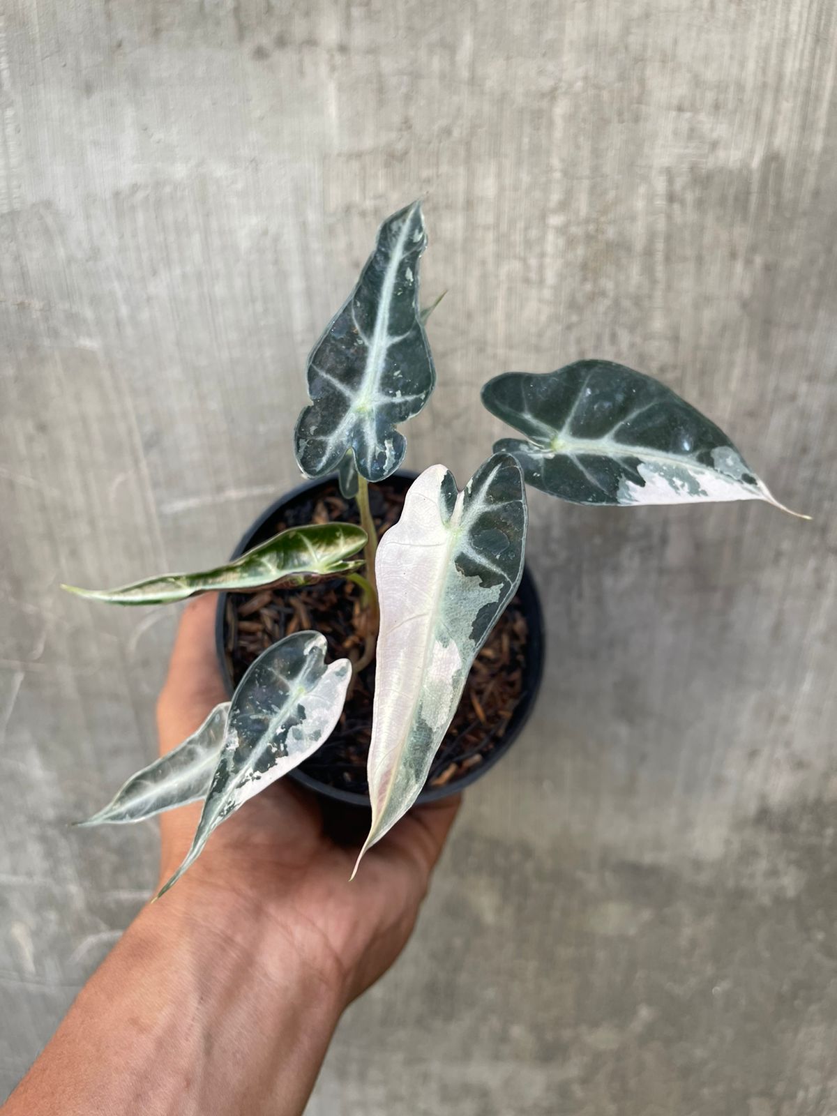 Alocasia Bambino Variegated