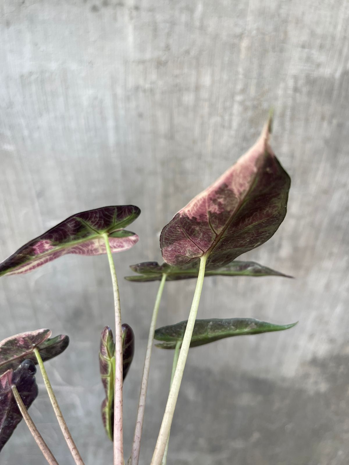 Alocasia Bambino Variegated