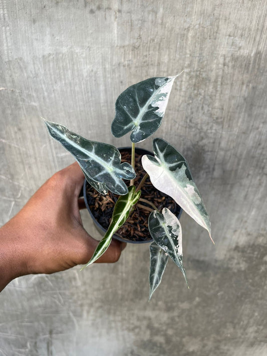 Alocasia Bambino Variegated