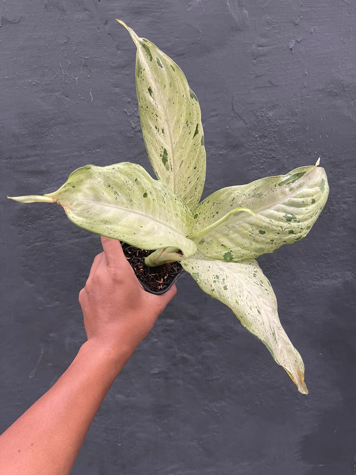 Dieffenbachia Camouflage