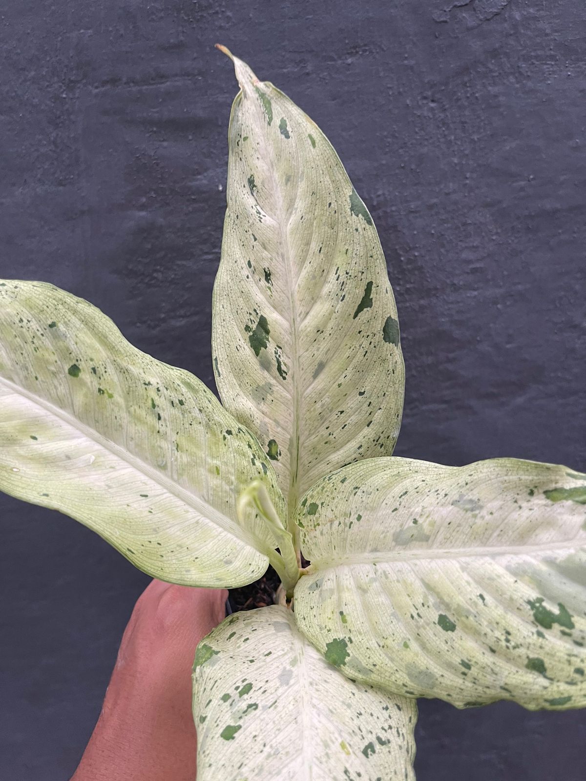 Dieffenbachia Camouflage