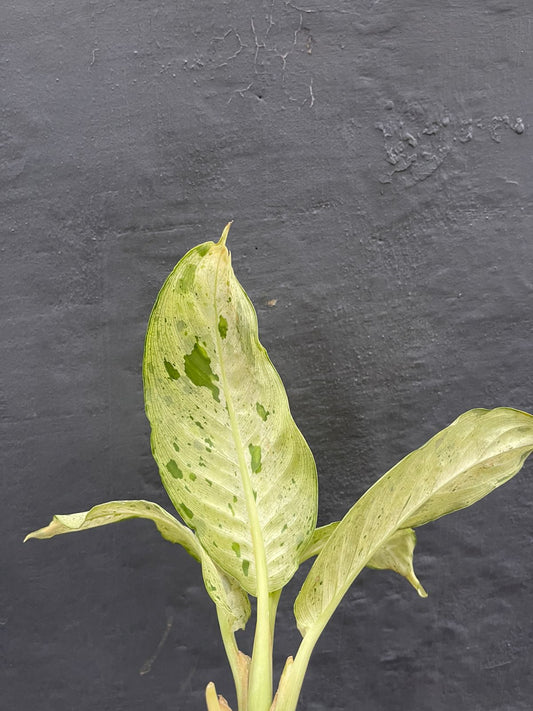 Dieffenbachia Camouflage