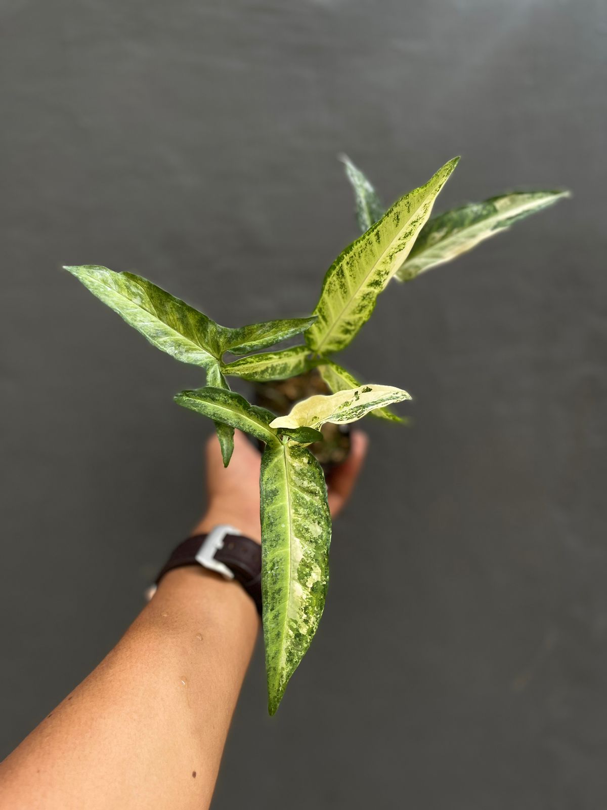 syngonium angustatum variegated