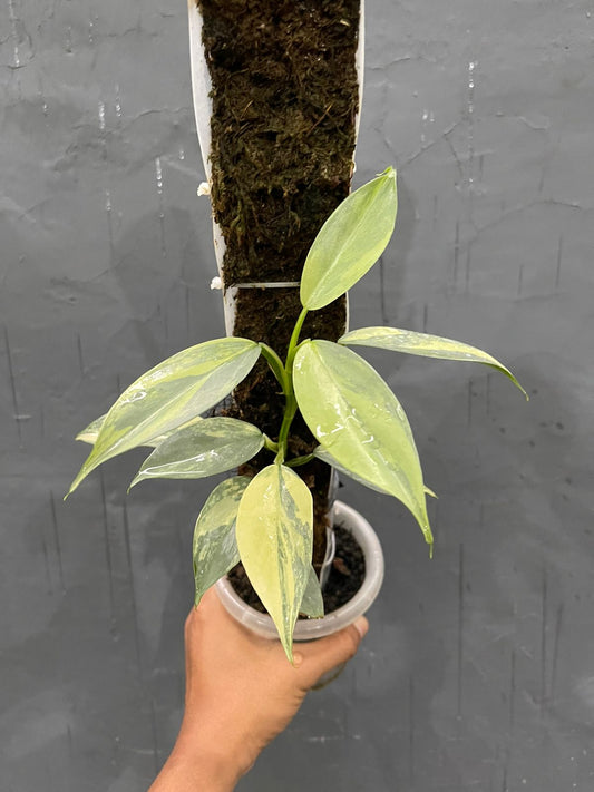 Philodendron Hastatum Silver Sword Variegated