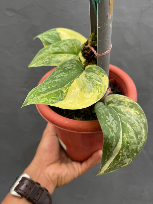 Scindapsus Svarnabhumi Variegated