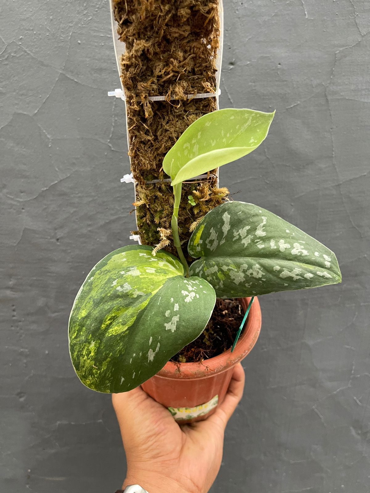 Scindapsus Baticon Variegated