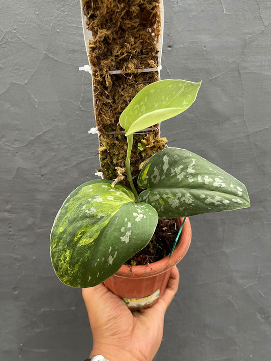 Scindapsus Baticon Variegated