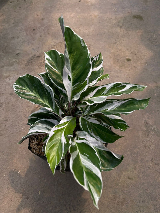 Calathea White Fusion