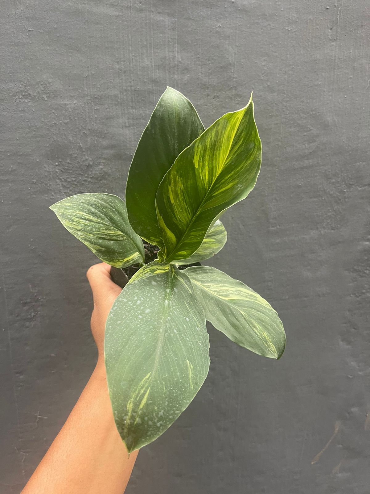 Spathiphyllum Sensation Aurea Variegated Mauna Loa