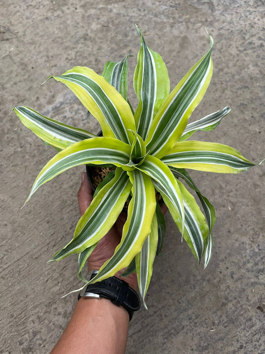 Dracaena Lemon Lime