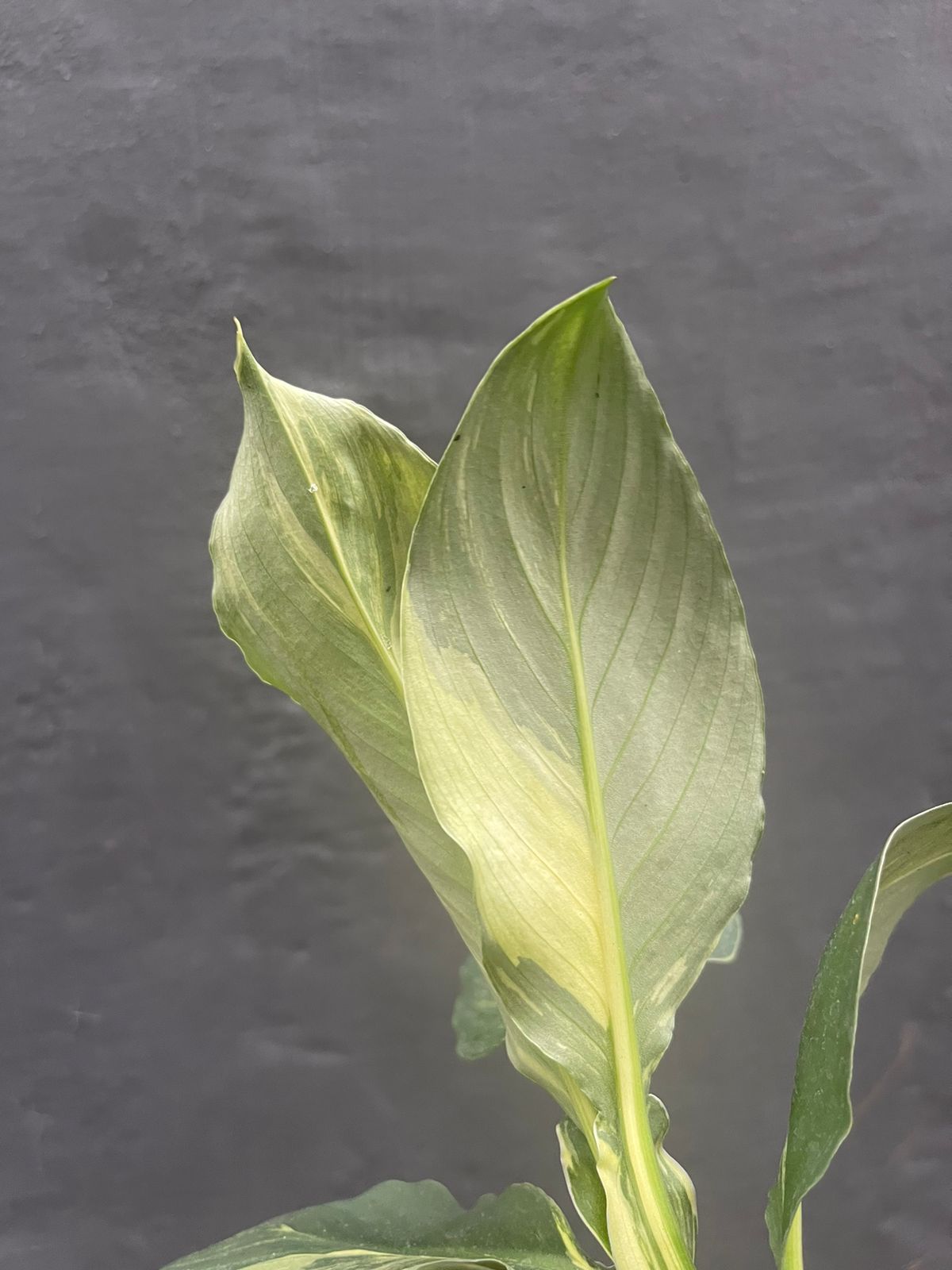 Spathiphyllum Sensation Aurea Variegated Mauna Loa