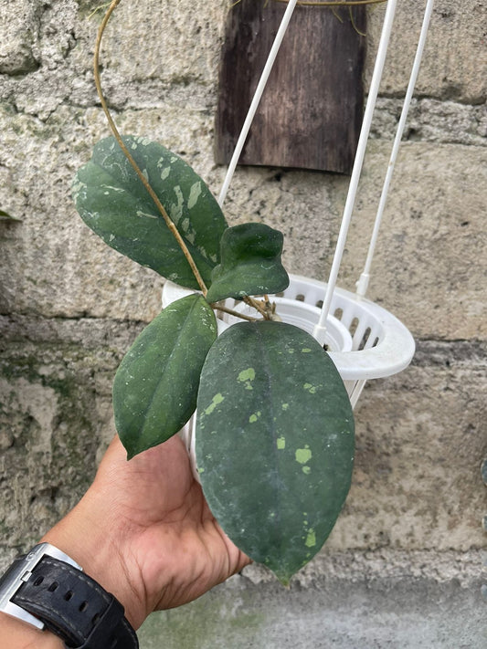 Hoya Finlaysonii