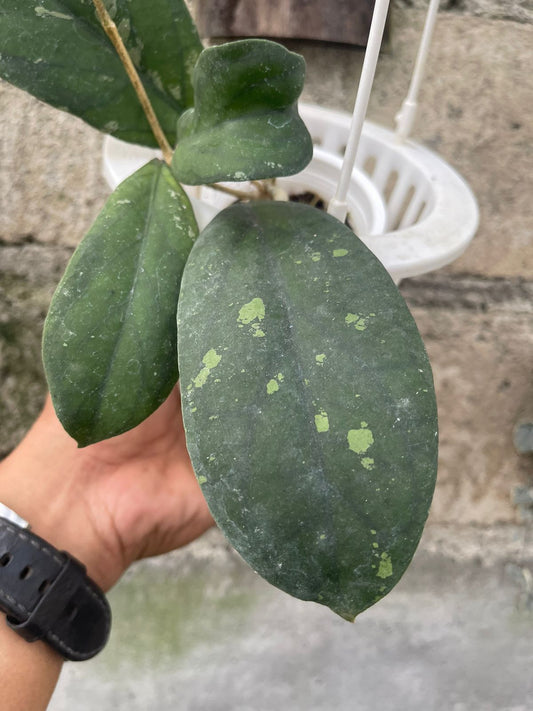 Hoya Finlaysonii