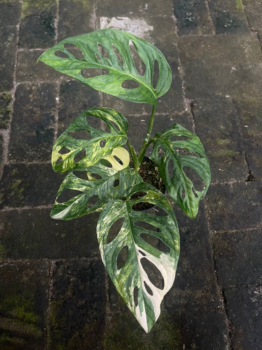 Monstera,monstera deliciosa,monstera deliciosa variegated,rare plant,variegated plant,indoor garden,variegated,foiiage,monstera adansonii variegated,monstera albo variegated