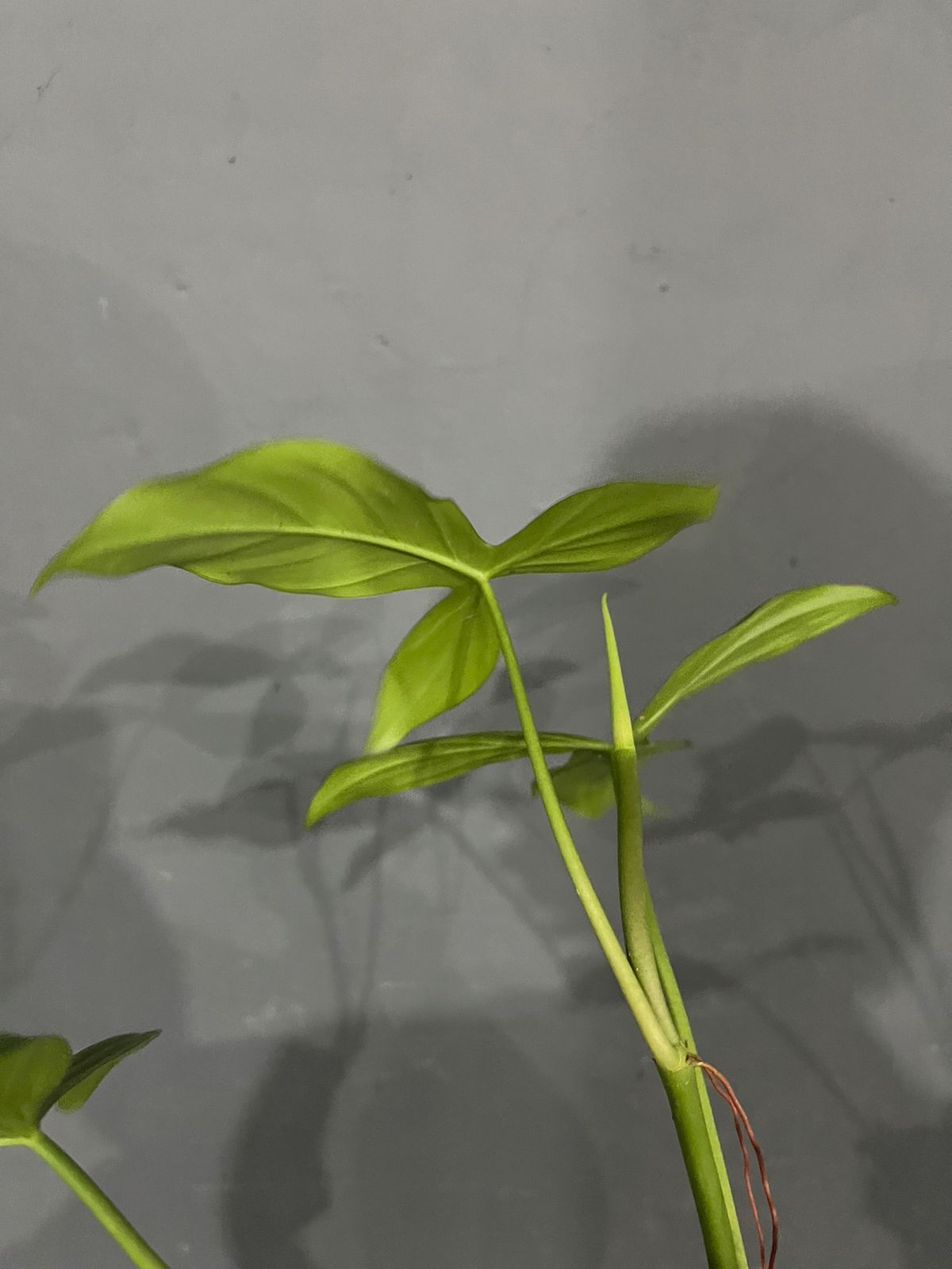 Philodendron Camposportoanum