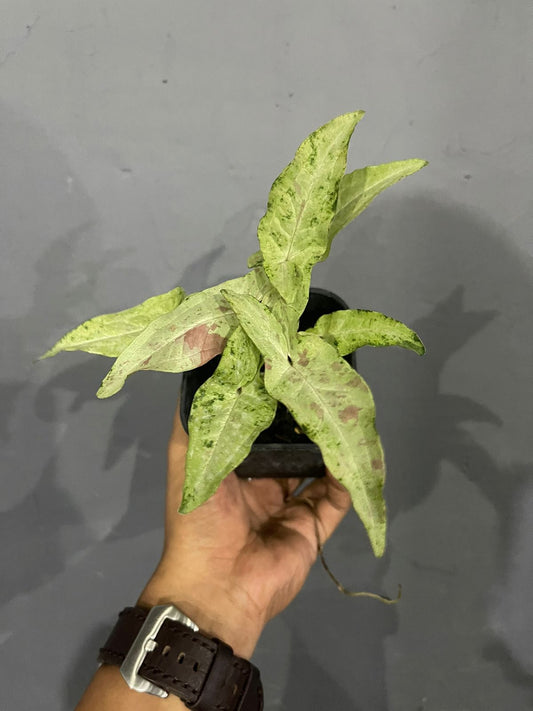 syngonium,syngonium milk confetti tricolor