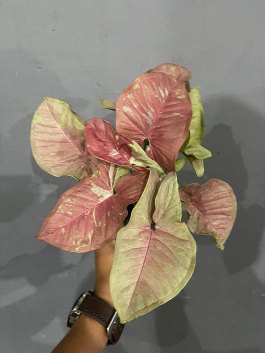 Syngonium Pink Candy