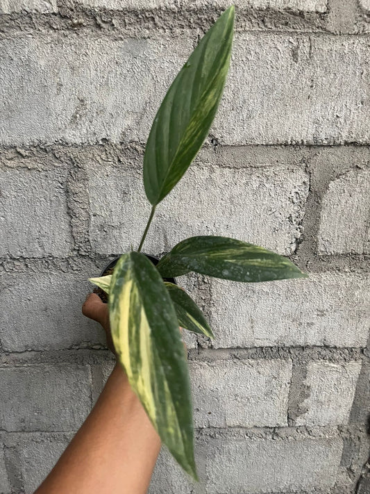 Scindapsus,scindapsus rupertis variegated, scindapsus variegated,rare scindapsus,variegated plants