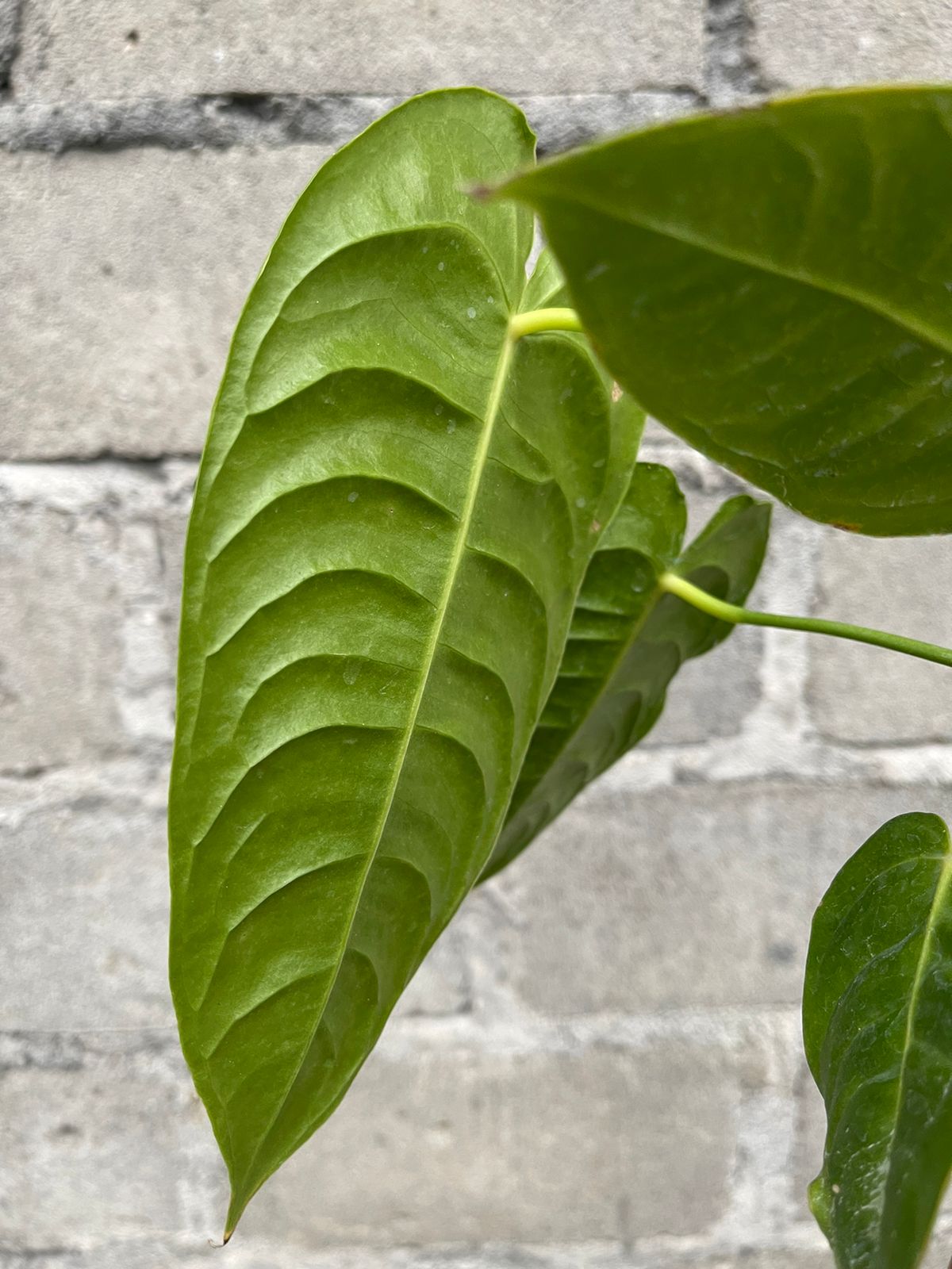 Anthurium Veitchii