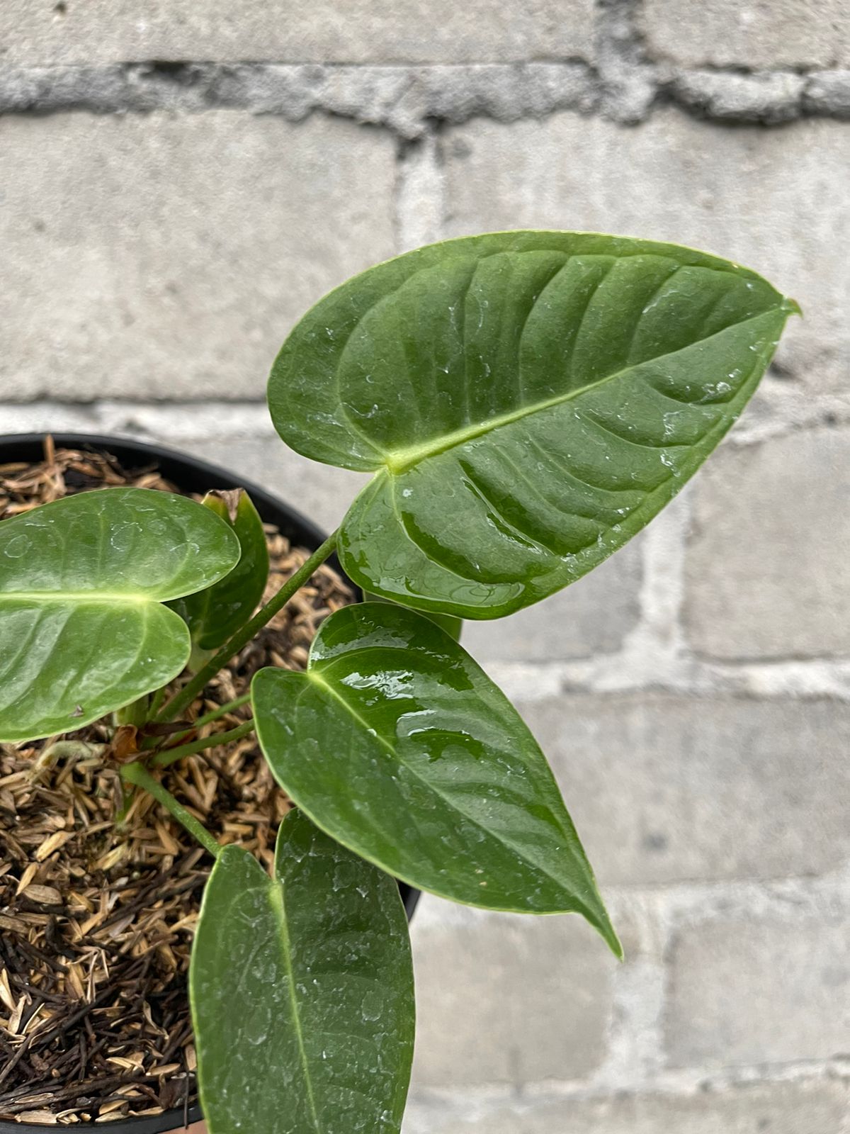 Anthurium Veitchii