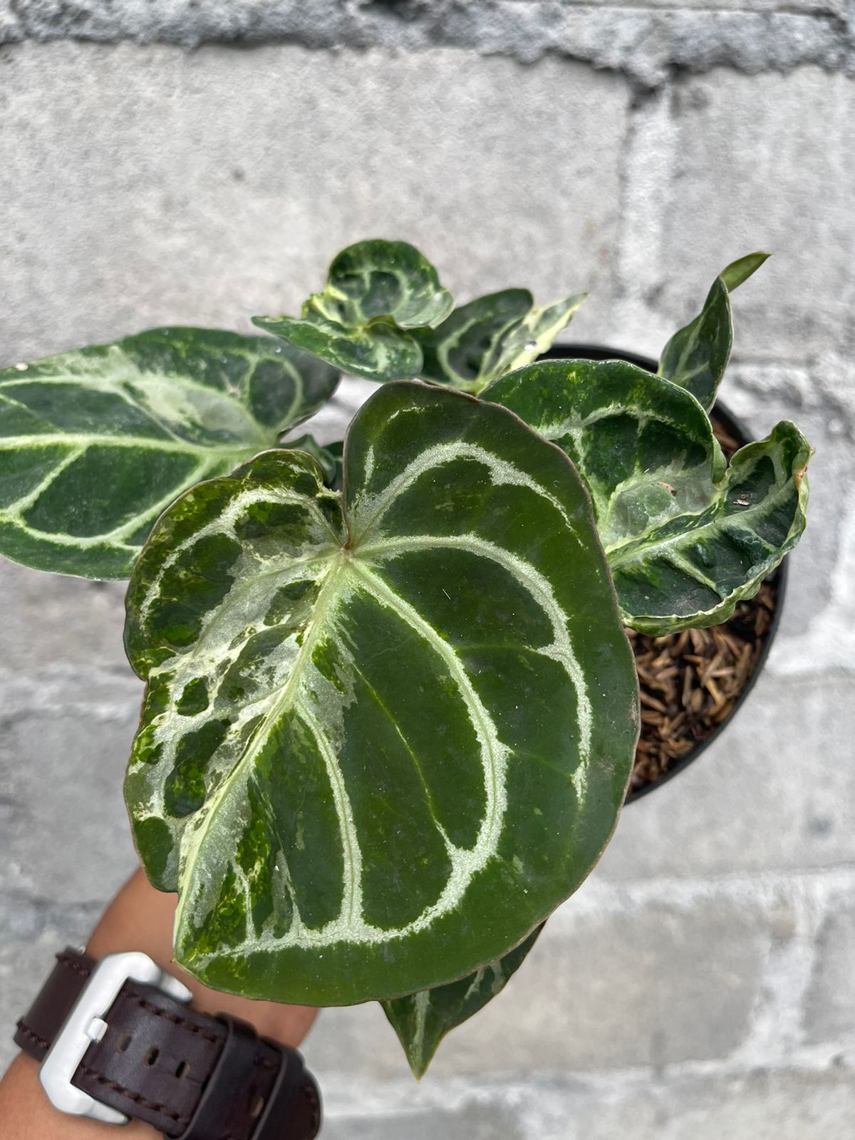 Anthurium Magnificum Variegated Mottled