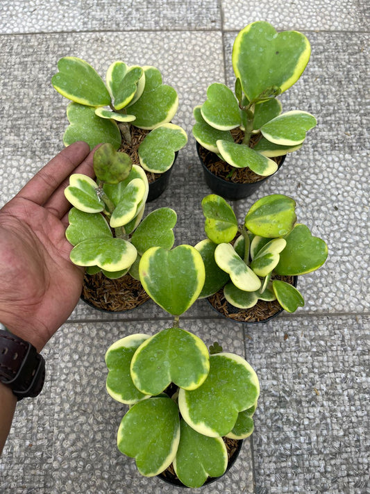 Wholesale 5x Hoya Kerii Love Variegated