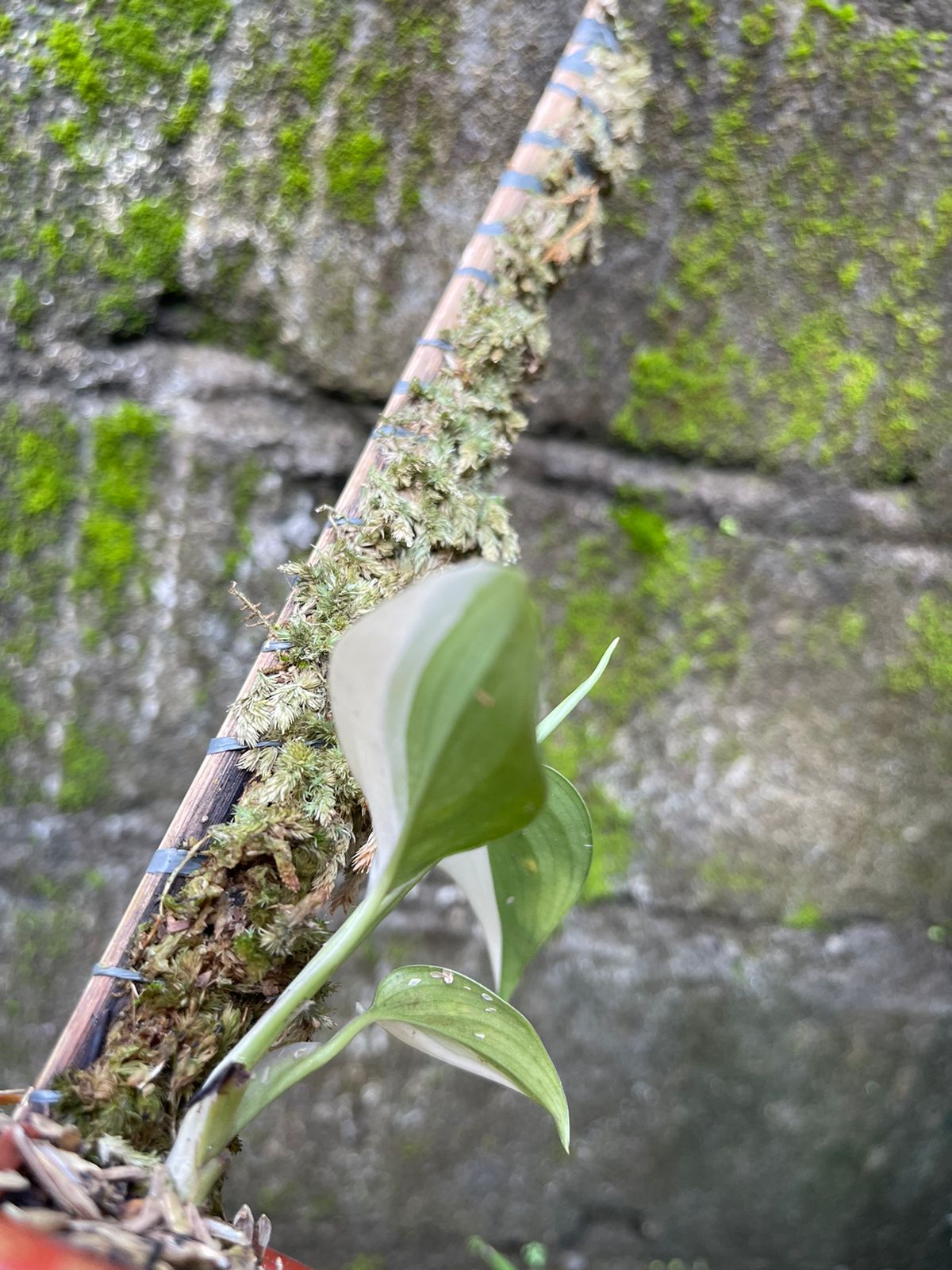 Scindapsus Blue Albo Variegated