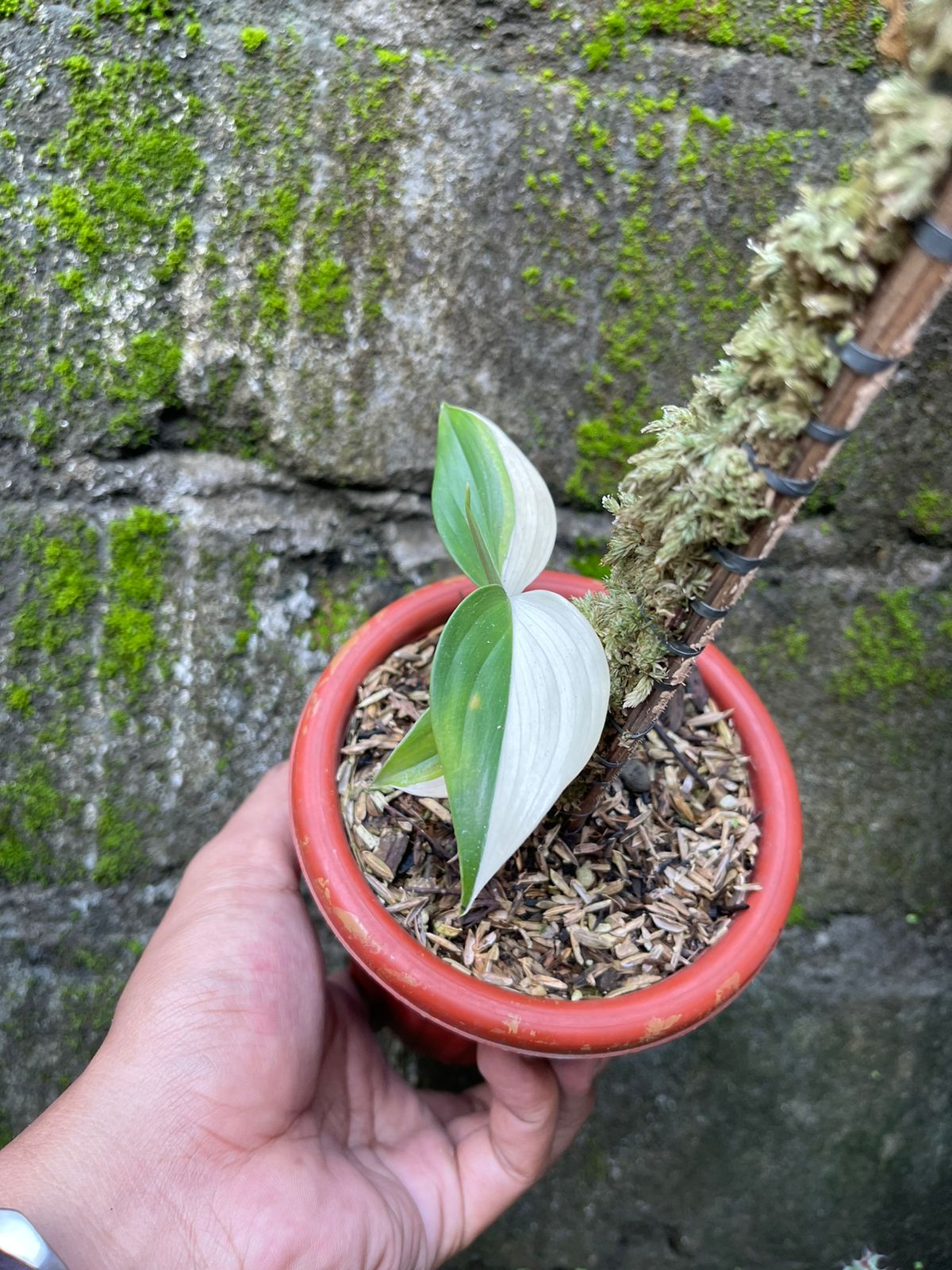 Scindapsus Blue Albo Variegated