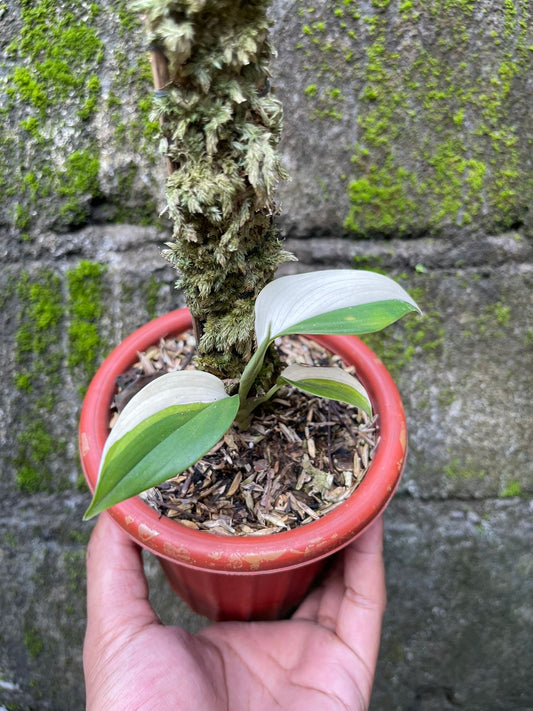 Scindapsus Blue Albo Variegated