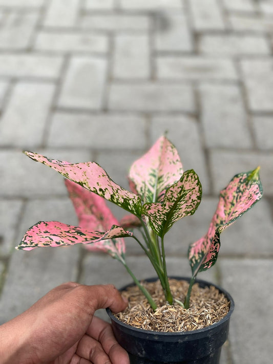 Wholesale 5x Aglaonema Konkom Pink