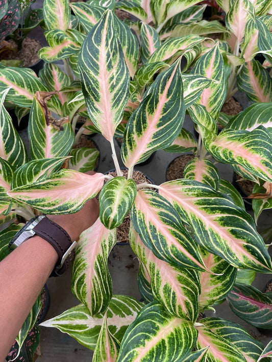 Wholesale 5x Aglaonema Pink Sunset