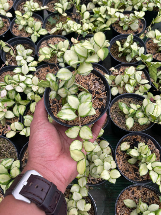 Hoya Heuschkeliana Variegated