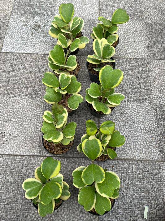 Wholesale 10x Hoya Kerii Love Variegated