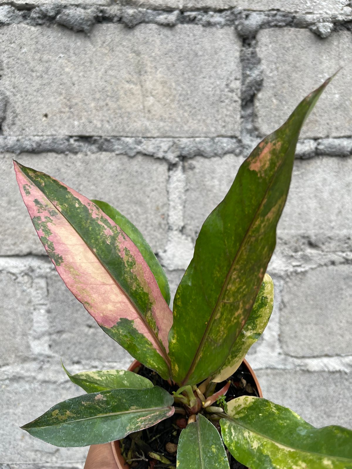 Anthurium Hookeri Pink Variegated